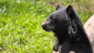 Black bear makes LA home his den, sleeps and poops around; couple names him