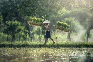 A rice variety that can counter diabetes has been unveiled, and could soon be grown in India