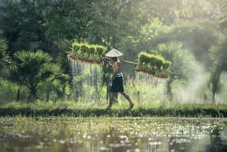 A rice variety that can counter diabetes has been unveiled, and could soon be grown in India