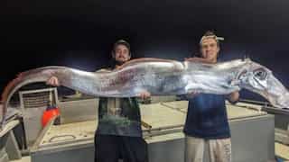 Another 'doomsday fish' makes an appearance, this time in Australia