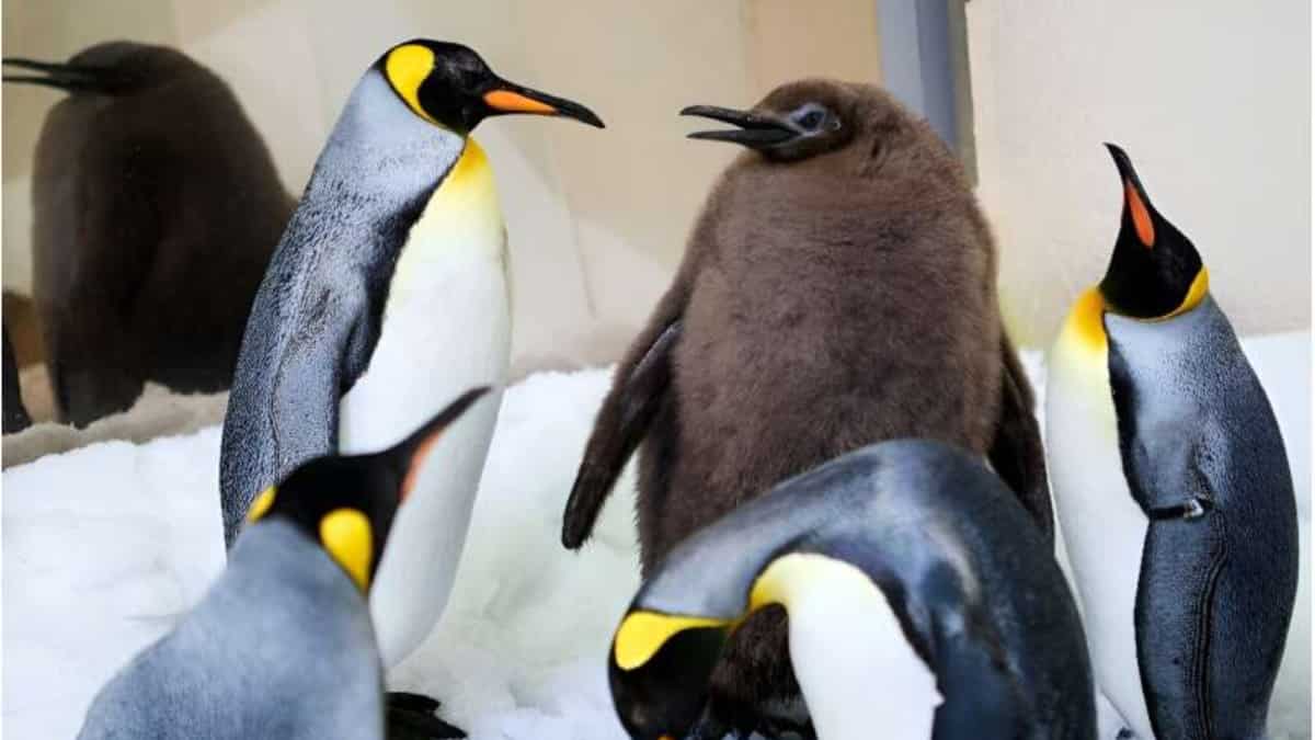 Australian penguin chick ‘Pesto’ becomes a star due to its 23.5 kg heft
