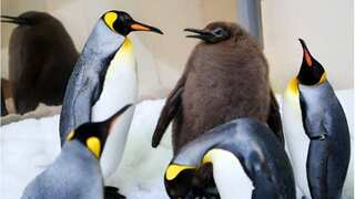Australian penguin chick ‘Pesto’ becomes a star due to its 23.5 kg heft