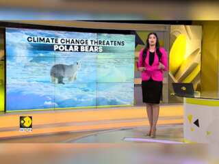 Hudson Bay Polar Bears May Not Survive Climate Change