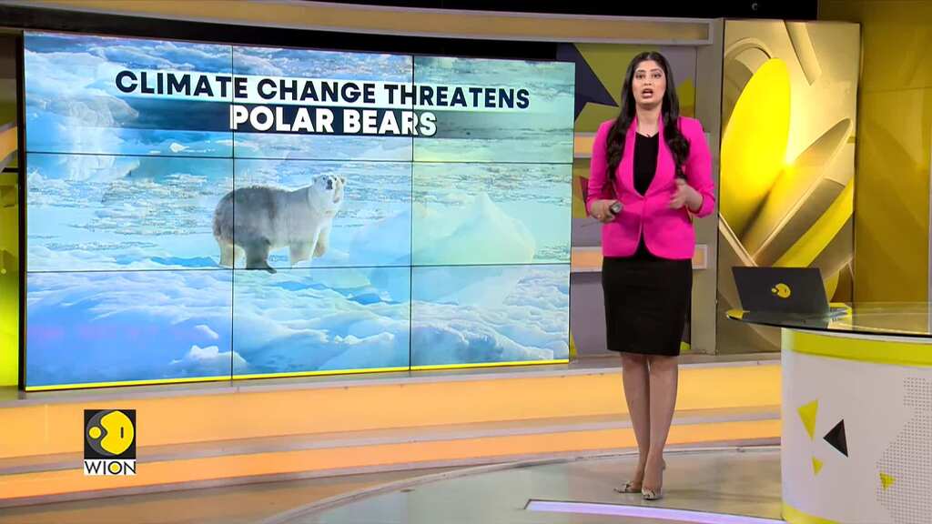 Hudson Bay Polar Bears May Not Survive Climate Change