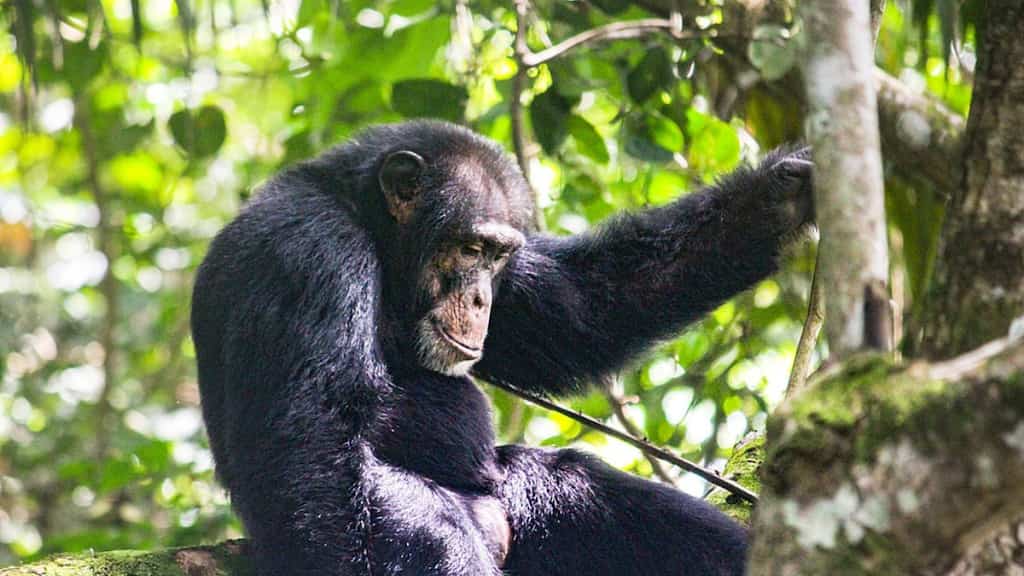 Chimp famous for using tools uses them to kill and butcher an 8-month-old baby girl