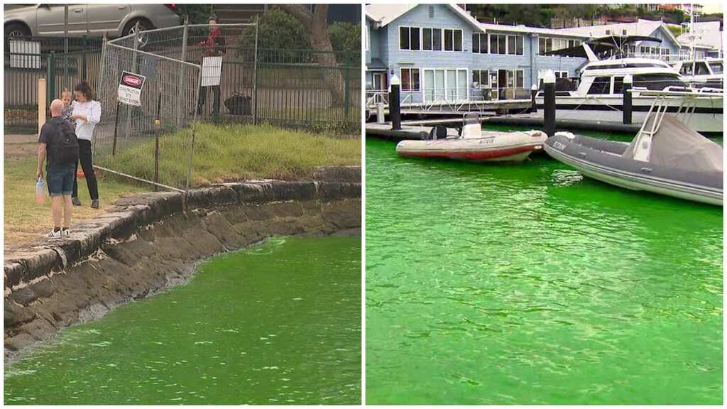 Sydney Harbour waters turned green all of a sudden by... a plumber?