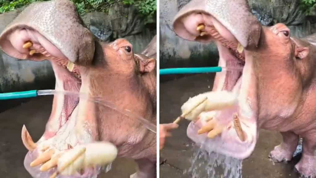 Watch: Giant hippo’s teeth cleaning session goes viral, netizens call it ‘adorable’