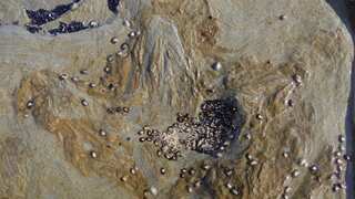 Giant carnivorous dinosaurs roamed freezing Australian region when it was part of Antarctica