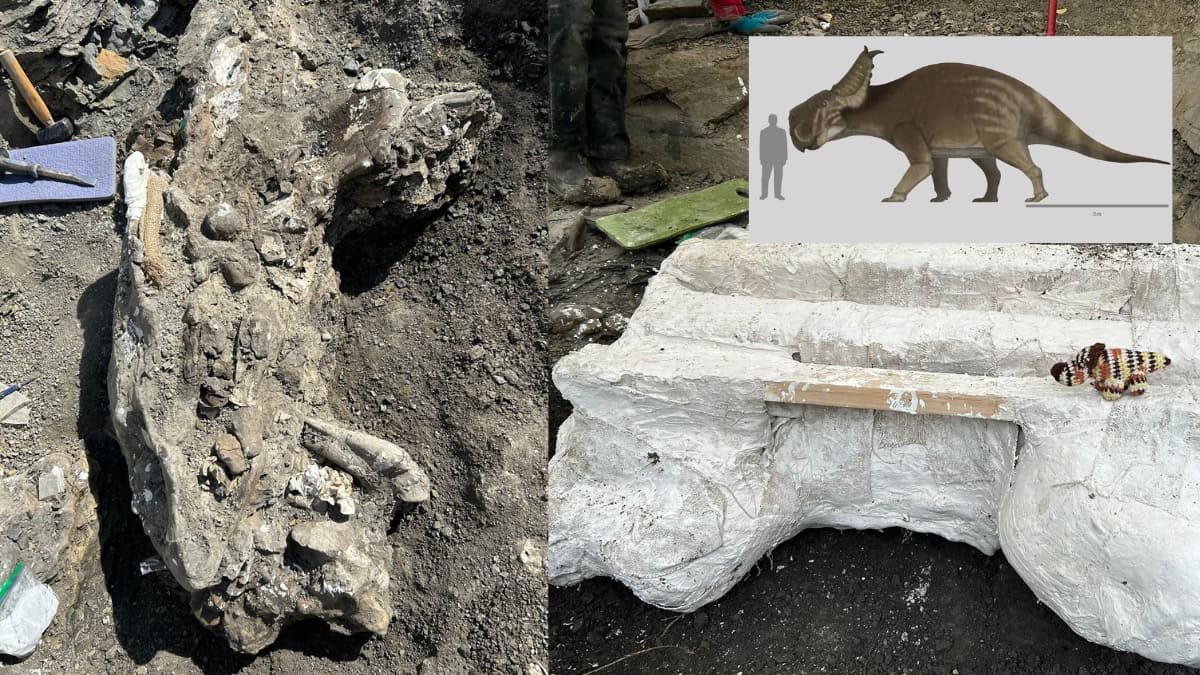 Palaeontologists unearth massive 72-million-year-old dinosaur skull in Alberta
