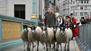 Homeland star Damian Lewis herds sheep across bridge in London