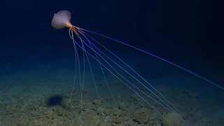 Rare deep-sea creature seen walking on 13-foot-long legs at depth of 10,800 feet