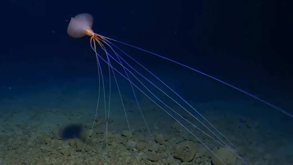 Rare deep-sea creature seen walking on 13-foot-long legs at depth of 10,800 feet