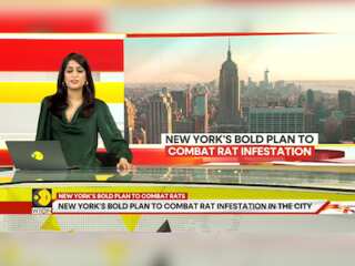 New York Turns To Birth Control Pills To Combat Rat Problem