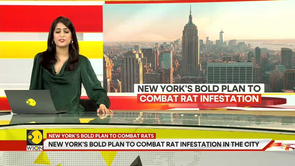 New York Turns To Birth Control Pills To Combat Rat Problem
