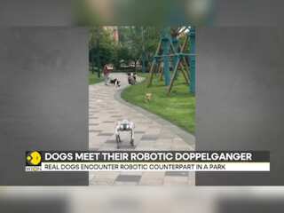 Viral Robot Dog Video Sparks Reactions as Real Dogs Encounter Their Robotic Doppelgangers