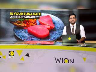 Is Your Tuna Safe And Sustainable?