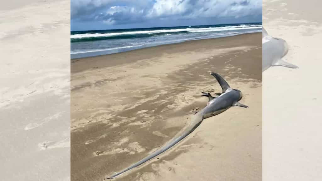 Whale with extremely long tail washes ashore on Australian beach