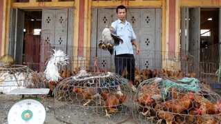 Vietnam: Bird flu outbreak kills dozens of tigers and lions in zoos
