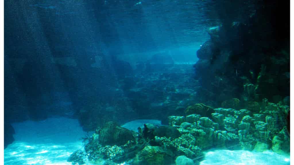 A marvellous megastructure is sitting deep inside the Pacific. Scientists say it is...