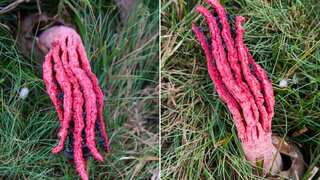 Alien-like fungus 'Devil's Fingers' with smell of rotten flesh makes rare appearance in UK