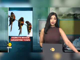 Parrots Seeking Refuge Invade Argentine Town