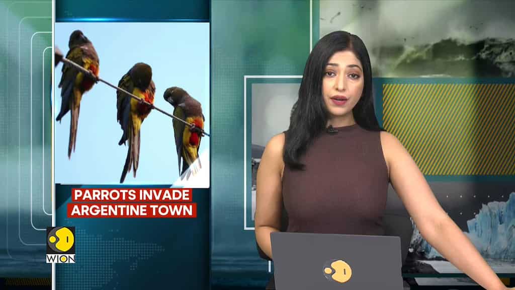 Parrots Seeking Refuge Invade Argentine Town