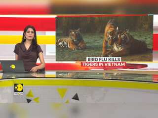 First Animals, Now Humans: Bird Flue Cases On Rise