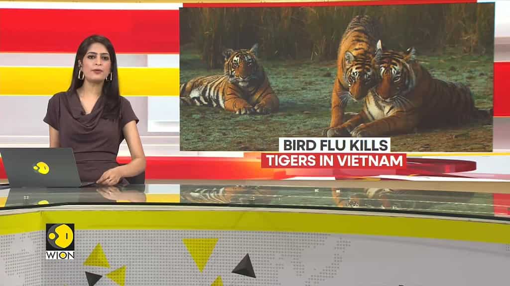 First Animals, Now Humans: Bird Flue Cases On Rise
