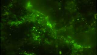 Oldest alive microbes are two-billion-year old and living in a rock. How did they survive?