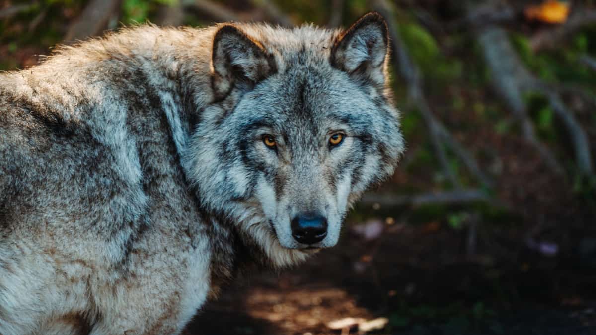India: Villagers breathe a sigh of relief as last man-eater wolf terrorising UP's Bahraich is killed