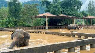 Severe floods claim lives of rescued elephants in popular Thai destination Chiang Mai