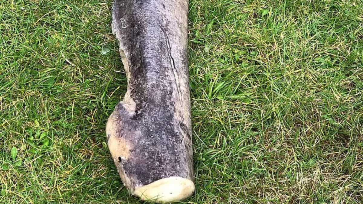 Alien 5ft 'creature' washes up on Danish beach, leaves beach cleaners stunned. Here's what it is Alien 5ft 'creature' washes up on Danish beach, leaves beach cleaners stunned. Here's what it is
