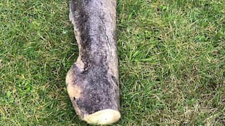 Alien 5ft 'creature' washes up on Danish beach, leaves beach cleaners stunned. Here's what it is