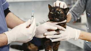 Can saving a life be a crime? Vet faces reprimand after refusing to euthanise 'sweet young cat'