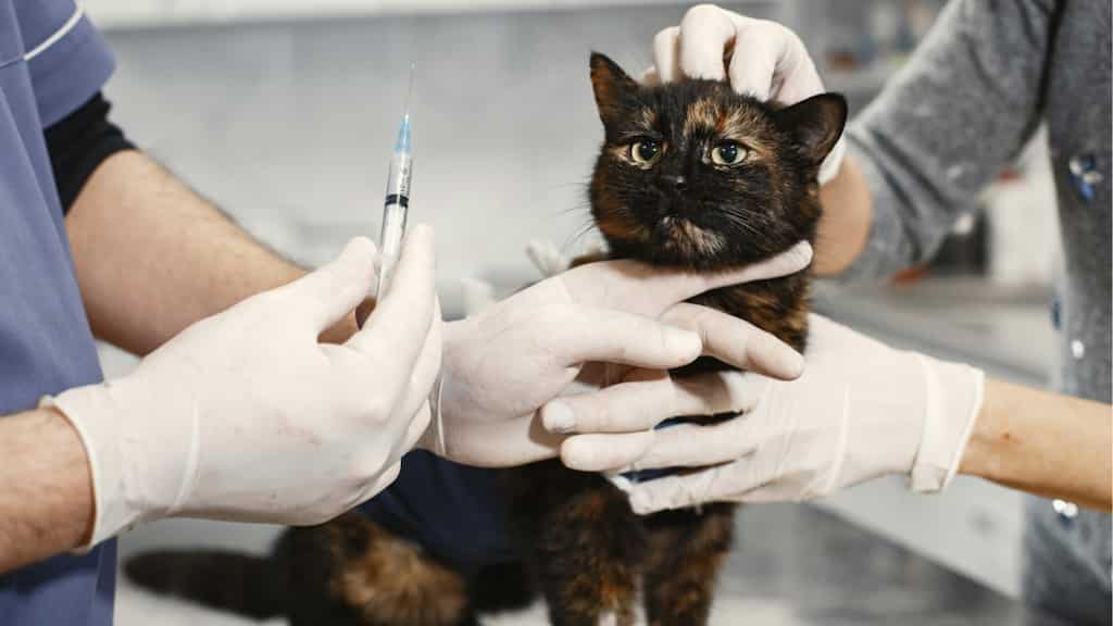 Can saving a life be a crime? Vet faces reprimand after refusing to euthanise 'sweet young cat'
