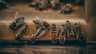 Bees become pessimists and lose their buzz when stressed out, just like humans