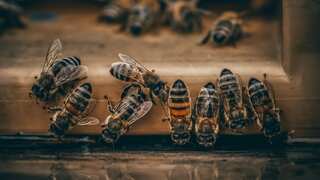 Bees become pessimists and lose their buzz when stressed out, just like humans