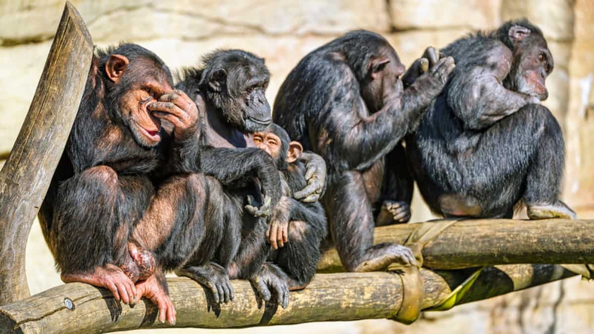 Chimpanzee food was vanishing at this Japanese zoo. Turns out, someone was...