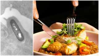 What is listeria? 10mn pounds of meat, poultry recalled in US over fears of outbreak. What you should know