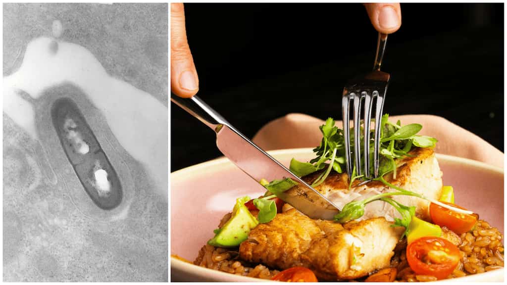 What is listeria? 10mn pounds of meat, poultry recalled in US over fears of outbreak. What you should know