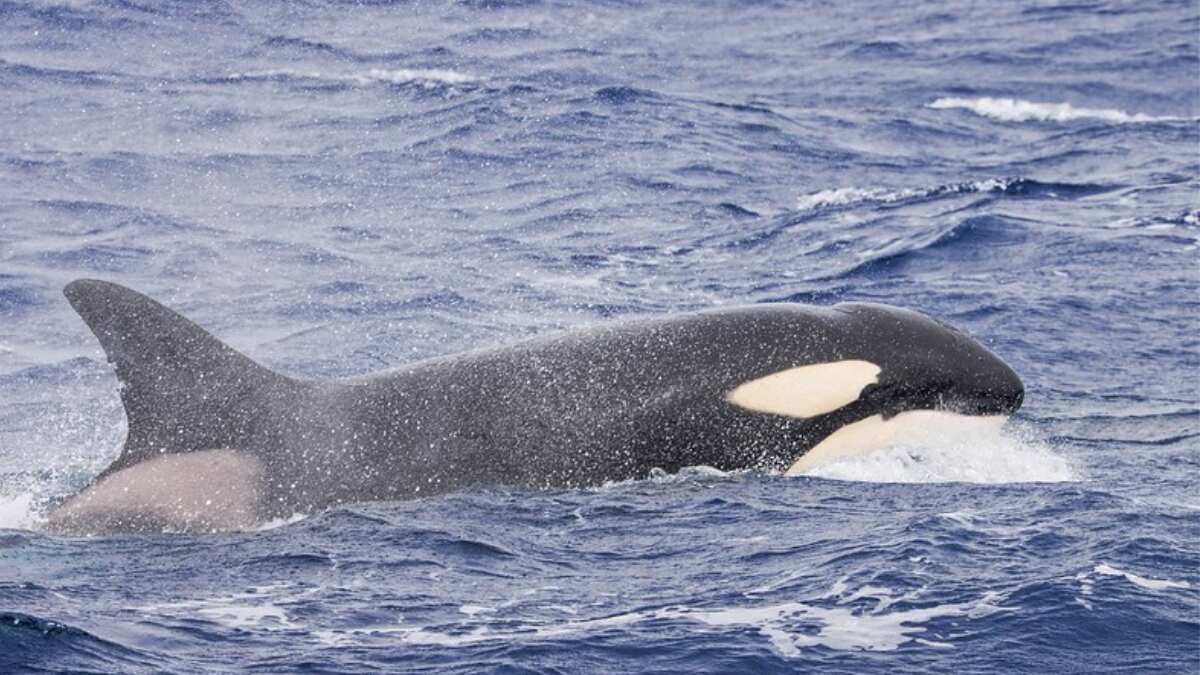 Killer sea beasts seen indulging in 'cruel' act near California coast Killer sea beasts seen indulging in 'cruel' act near California coast