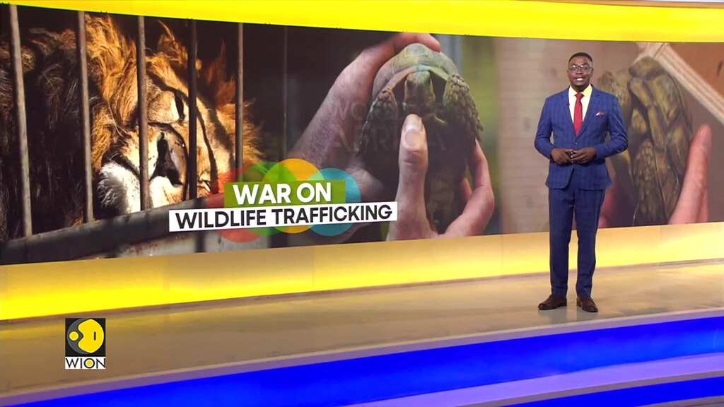 Ethiopia: Troubling Trend in Efforts to Combat Wildlife Crime