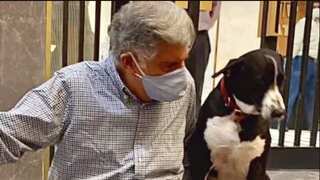 Fact check: Did Ratan Tata's pet dog 'Goa' die three days after his death?