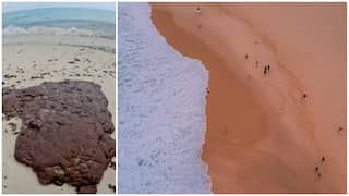 Australia solves mystery of black balls washing up after two Sydney beaches closed. Here is what they are