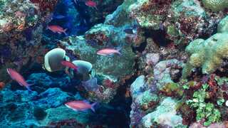 Living animals found under the ocean floor at depth of 2,500 metres, hint at possibility of alien life