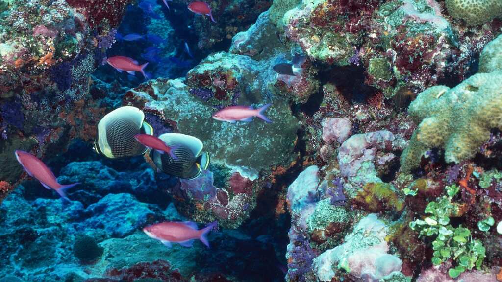Living animals found under the ocean floor at depth of 2,500 metres, hint at possibility of alien life