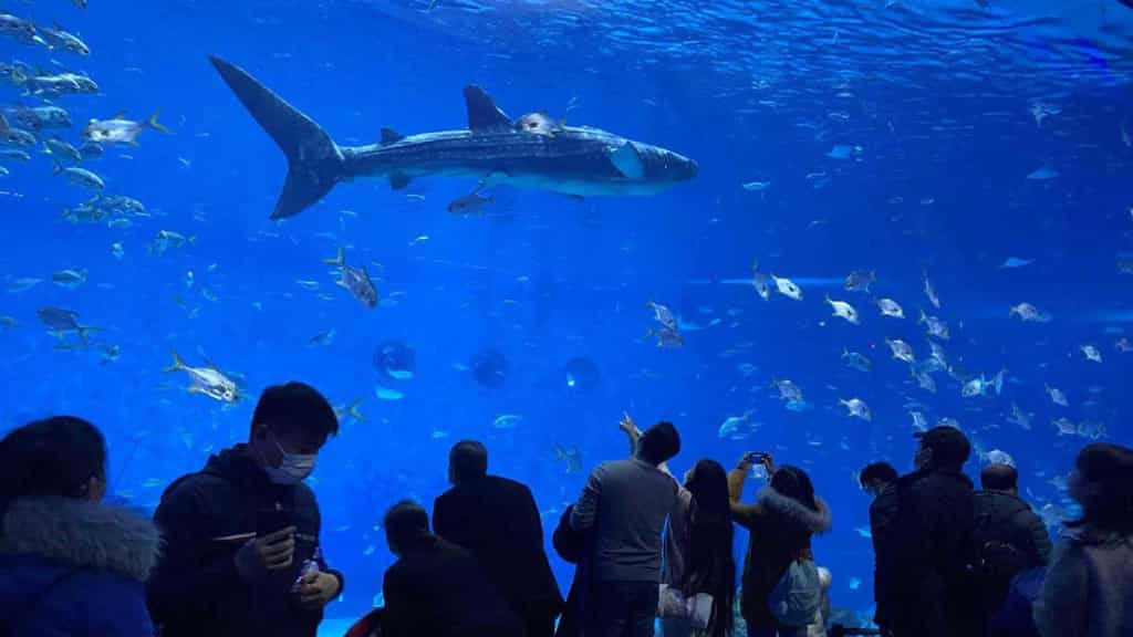 Not a whale shark but a robot shark leaves visitors fuming in China's aquarium