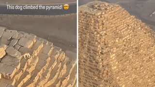 Dog mysteriously climbs to top of 455ft Great Pyramid of Giza, gets captured by paraglider