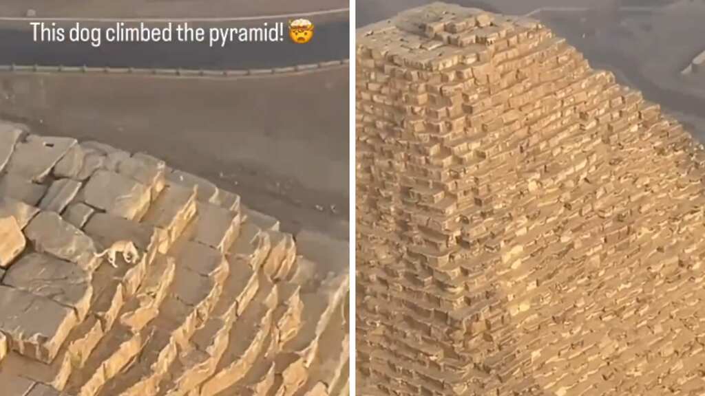 Dog mysteriously climbs to top of 455ft Great Pyramid of Giza, gets captured by paraglider