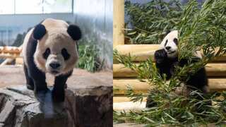 Watch: Pandas from China settle in their new Washington DC home